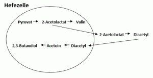 Diacetylzyklus